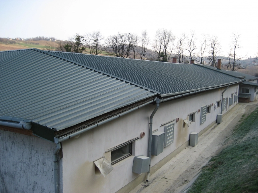 Csirkefarm